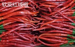 红椒苗的价格，一株需要0.2-0.8元左右