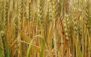 中育1428小麦品种的特性，全生育期231～233天