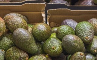 酪梨是什么水果的别称，是指牛油果