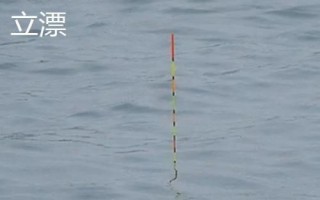 钓鲮鱼的技巧，浮漂可选立漂或七星漂