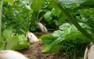 白萝卜种植技术,一般采用穴播的种植方法
