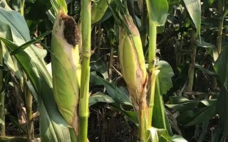 春光7501玉米品种的特性，中等肥力以上地块栽培