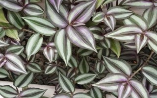 吊竹梅叶片上白虫是什么东西，可能是白粉虱和蚜虫