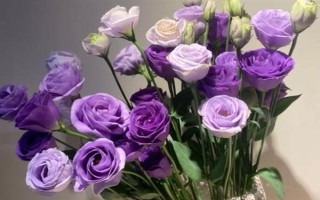 紫色洋桔梗的花语,代表真诚的爱、无望的爱、永恒的爱