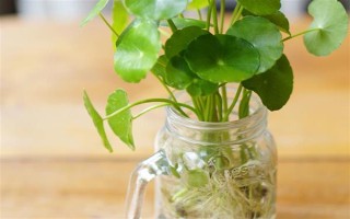 铜钱草没有根能不能活，没有根也是可以成活