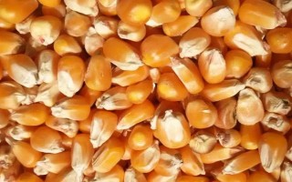 有哪些生产玉米种的企业,荃银高科集种子研发、生产等业务于一体