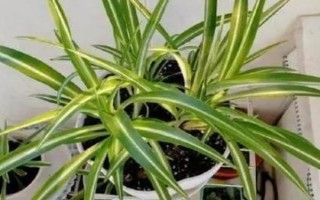 吊兰怎样养得又绿又壮，养护期间需定期修剪