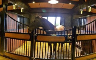 关中马的养殖要点，需选择颈部细长、肌肉丰满的种马作为养殖对象