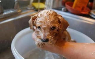 养泰迪狗要注意什么，2月龄每天至少喂3次