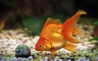 金鱼喜欢阳光还是阴凉，总体上金鱼是比较喜阴的