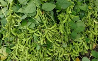 潍豆8号大豆种子简介,属中熟夏大豆品种