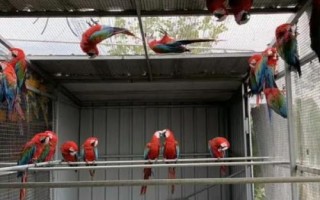 鹦鹉拉稀拉水便怎么治，根据病症选择正确的治疗方法