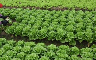 蔬菜肥害的种类，分为内分型肥害和外伤型肥害