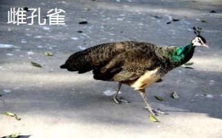 雌孔雀和雄孔雀有什么区别，外观、动作和繁殖任务均不同