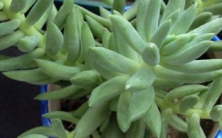 王玉珠帘的繁殖方式，可进行叶插、播种、分株