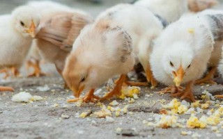 鸡出壳后多久可以离开孵化机，出壳18-36个小时后才可以