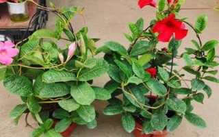 双腺藤如何养殖，春秋季可每隔2天浇一次水