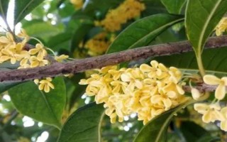 一年开一次且八月放异香的是什么花，是指桂花