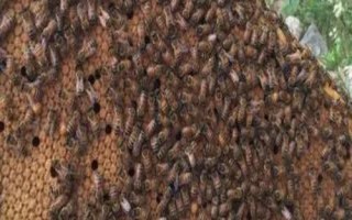 蜜蜂大肚病用什么药，选择病毒灵和多酶片等效果好