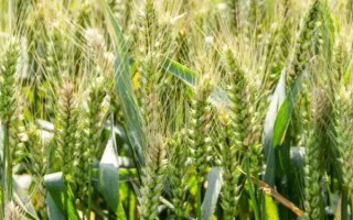 旺嘉麦2号小麦品种简介，播期