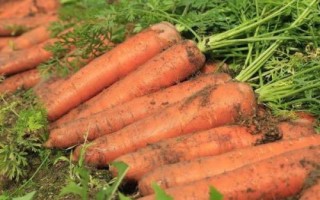 胡萝卜喜阴还是喜阳，生长期间需要保证光照充足