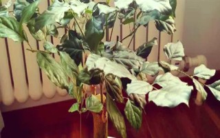 幸福树移栽后要不要浇水，移栽后不需要立刻浇水