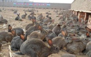 野兔散养场地的建设方法,需要建设仿野生环境