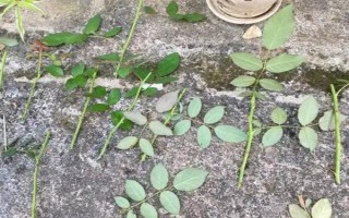 月季可以和什么树嫁接，包括玫瑰、蔷薇等品种