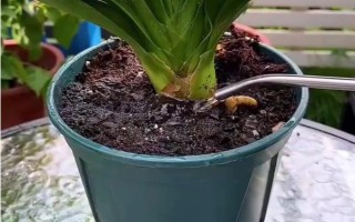 君子兰剪头后何时长新叶，通常需一年左右