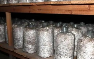 猴头菇的种植方法，用广口瓶种菌较好