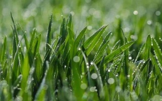 小麦越冬期间为什么会死苗，可能是气候差、品种不耐寒等原因造成