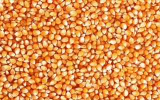 有哪些生产玉米种的企业,荃银高科集种子研发、生产等业务于一体