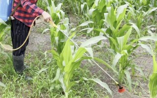 玉米防病的关键时期，取决于病害的种类