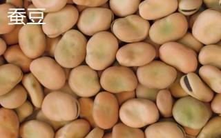 蚕豆和豌豆有何不同，外观、产地、花果期均有区别