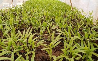 哪些农作物适合在春季种植，常见花生、茄子、黄瓜等品种