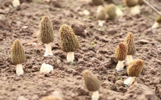 种植羊肚菌的成本，一亩地需要1万元左右