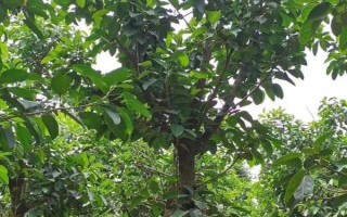 高山榕的养殖方法，老桩在9-10月份种植为佳