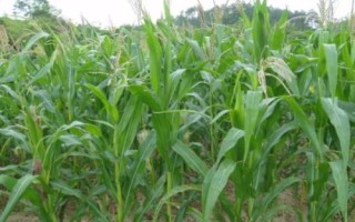 丰乐732玉米种简介，中抗穗腐病