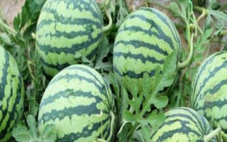 春播西瓜怎么种植,定植后需追肥三次