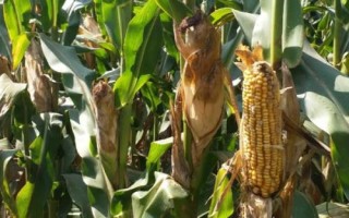 兰玉1912玉米品种的特性，适宜密度4500株/亩