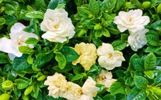 枙子花怎么养殖,冬季每隔半个月浇一次水