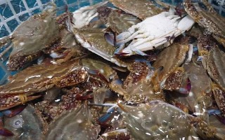 梭子蟹的养殖条件，生长温度范围为8-31℃