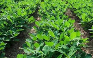 哪些因素会影响花生种子发芽,自身的质量是首要因素