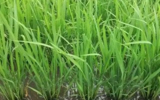 六福优977水稻种简介，重点抓好稻曲病的防治
