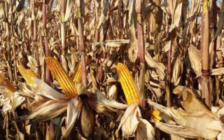 玉米的生长周期，分为苗期、三叶期、拔节期等