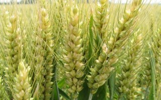 金麦919小麦种子介绍,适宜播期10月上旬