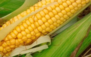 奥玉2109玉米品种简介，出苗至成熟133.8天