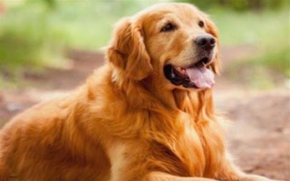 纯种金毛的特征，眼睛呈深棕色、头骨较宽微呈拱形