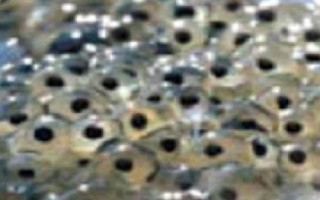 牛蛙的生长过程，为受精卵、蝌蚪、幼蛙到成蛙四个阶段