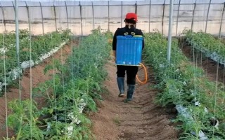 菌核净的作用，可有效防治瓜果蔬菜的灰霉病、菌核病等